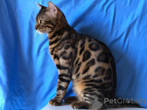 Additional photos: Ready-made Bengal breed