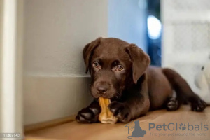 Additional photos: For sale pedigree puppies Labrador Retriever
