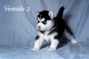 Photo №2 to announcement № 2482 for the sale of siberian husky - buy in Russian Federation breeder