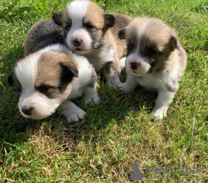 Photo №1. welsh corgi - for sale in the city of Москва | 3300$ | Announcement № 13456