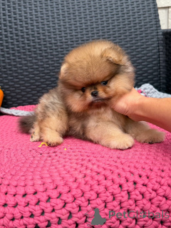 Photo №2 to announcement № 158869 for the sale of pomeranian - buy in Germany breeder