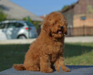 Photo №1. poodle (dwarf) - for sale in the city of MLADENOVAC | negotiated | Announcement № 151797