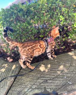 Photo №2 to announcement № 152777 for the sale of bengal cat - buy in France private announcement