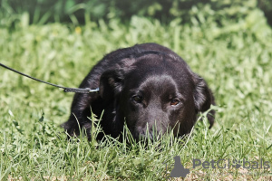 Additional photos: Pedigree chihuahua boy