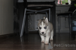 Photo №4. I will sell siberian husky in the city of Москва. from nursery, breeder - price - 265$