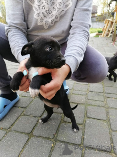 Photo №4. I will sell patterdale terrier in the city of Сулеювек. private announcement - price - Is free
