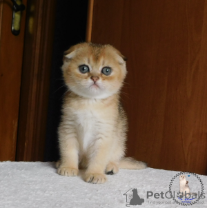 Photo №1. scottish fold - for sale in the city of Kamenskoe | 500$ | Announcement № 20614