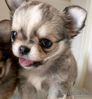 Photo №3. Adorable Chihuahua puppy for adoption. United States