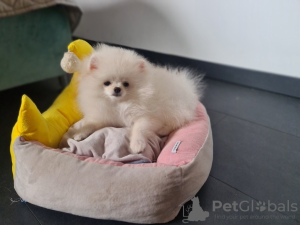 Additional photos: Pomeranian