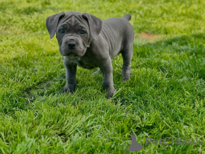 Photo №4. I will sell cane corso in the city of Vilnius. private announcement, breeder - price - 1445$