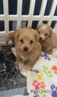 Photo №1. maltipu - for sale in the city of Grafenwöhr | Is free | Announcement № 153763