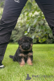Additional photos: Beautiful German Shepherd puppies for Europe for sale!
