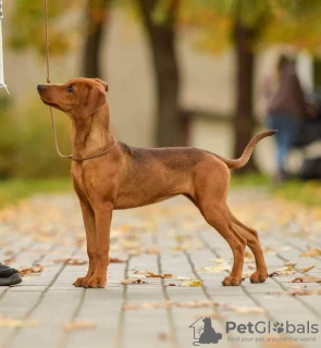 Photo №2 to announcement № 71160 for the sale of german pinscher - buy in Belarus from nursery