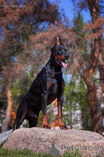 Photo №2 to announcement № 14224 for the sale of dobermann - buy in Russian Federation from nursery
