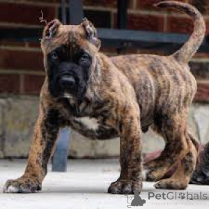 Photo №3. Cane Corso Puppies. United Kingdom