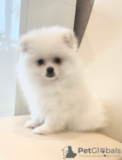 Photo №2 to announcement № 9170 for the sale of pomeranian - buy in Russian Federation breeder