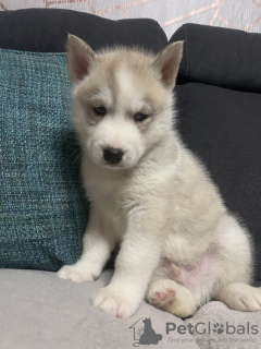 Photo №2 to announcement № 133710 for the sale of siberian husky - buy in United States private announcement
