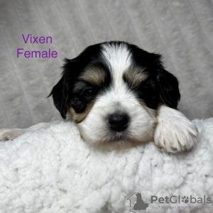 Photo №2 to announcement № 132771 for the sale of cavalier king charles spaniel - buy in Germany private announcement