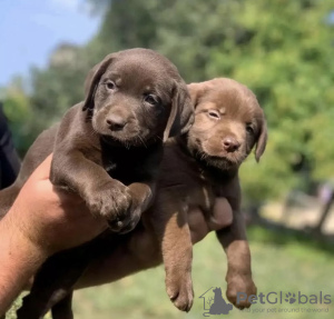 Photo №2 to announcement № 98594 for the sale of labrador retriever - buy in Germany private announcement, from nursery, from the shelter, breeder