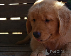 Photo №2 to announcement № 22346 for the sale of golden retriever - buy in United States private announcement