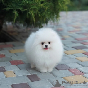 Photo №1. pomeranian - for sale in the city of Dusseldorf | 402$ | Announcement № 120566