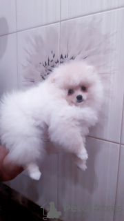 Photo №1. pomeranian - for sale in the city of Dnipro | 1500$ | Announcement № 11575