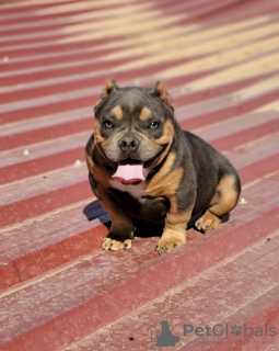 Photo №3. American bully exotic. Spain