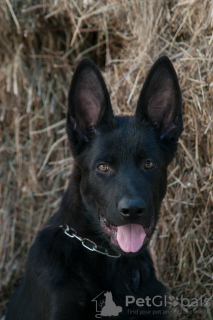 Photo №1. german shepherd - for sale in the city of Zaporizhia | 360$ | Announcement № 7256