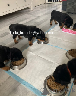 Photo №1. rottweiler - for sale in the city of Berlin | 650$ | Announcement № 170264