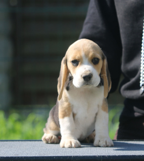 Photo №1. beagle - for sale in the city of Minsk | 599$ | Announcement № 2912