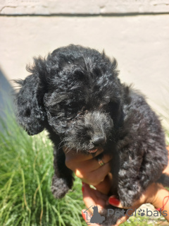 Additional photos: Toy poodle puppies