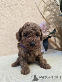 Additional photos: TOY Red Poodles - Puppies for sale