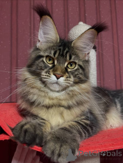 Photo №1. maine coon - for sale in the city of Alabama | 1$ | Announcement № 161204