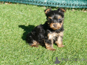 Photo №2 to announcement № 164627 for the sale of yorkshire terrier - buy in Belgium private announcement, breeder