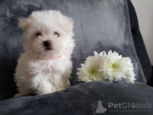 Photo №2 to announcement № 96951 for the sale of maltese dog - buy in Finland 