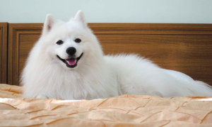 Photo №1. Mating service - breed: japanese spitz. Price - 226$