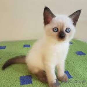 Photo №2 to announcement № 165828 for the sale of siamese cat - buy in Belgium private announcement, breeder