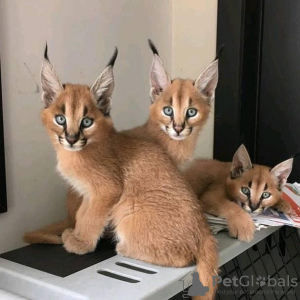 Photo №4. I will sell caracal in the city of Kansas City. breeder - price - 2000$