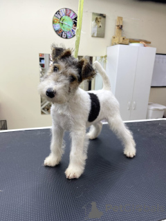 Photo №3. Wire Fox Terrier girl pedigree. United States