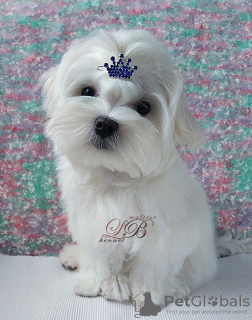 Photo №4. I will sell maltese dog in the city of Kiev. from nursery - price - 1320$