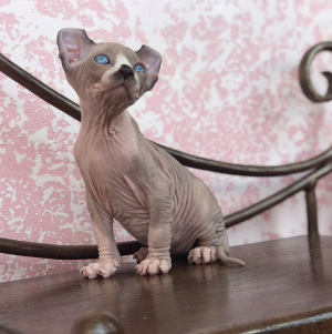 Photo №2 to announcement № 2611 for the sale of sphynx cat - buy in Slovenia from nursery, breeder