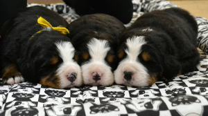 Photo №2 to announcement № 5991 for the sale of bernese mountain dog - buy in Russian Federation breeder