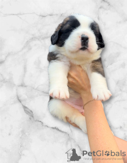 Additional photos: Saint Bernard puppies