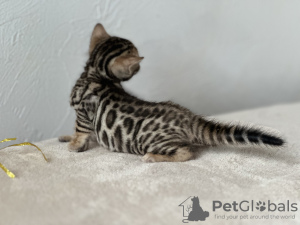 Photo №2 to announcement № 105930 for the sale of bengal cat - buy in United Kingdom private announcement, from nursery, breeder