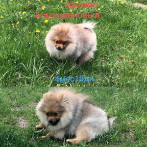 Photo №2 to announcement № 6574 for the sale of pomeranian - buy in Belarus private announcement