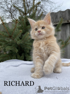 Photo №2 to announcement № 44557 for the sale of maine coon - buy in Ukraine private announcement