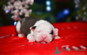 Photo №2 to announcement № 162930 for the sale of american staffordshire terrier - buy in Russian Federation from nursery