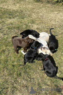Additional photos: Purebred labrador puppies