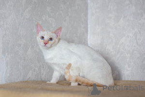 Photo №1. thai cat - for sale in the city of Minsk | Is free | Announcement № 157484