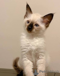 Photo №1. balinese cat - for sale in the city of Helsinki | 516$ | Announcement № 178420